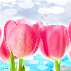 Tranh hoa tulip dán tường đẹp