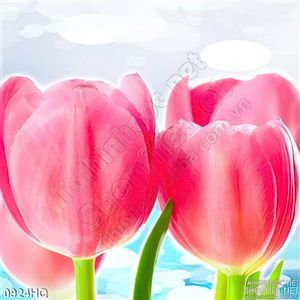 Tranh hoa tulip treo tường đẹp