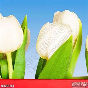 Tranh hoa tulip treo tường đẹp