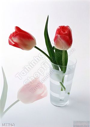 Tranh hoa tulip treo tường đẹp