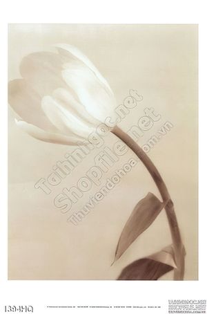 Tranh hoa tulip nghệ thuật treo tường đẹp