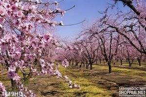 Tranh hoa đào treo tường đẹp