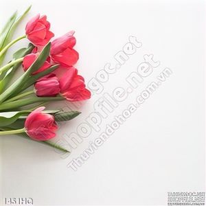 Tranh hoa tulip treo tường độc đáo