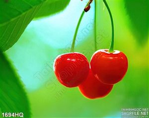 Tranh hoa quả cherry trang trí bếp