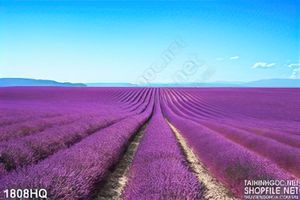 Tranh cánh đồng hoa Lavender trang trí tường