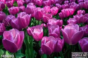 Tranh hoa tulip treo tường phòng khách