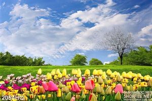 Tranh hoa tulip trang trí dán tường đẹp