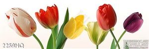 Tranh hoa Tulip trang trí treo tường phòng khách