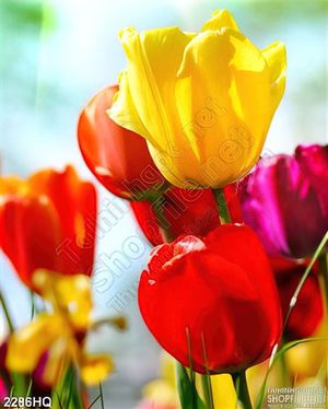 Tranh hoa lá Tulip trang trí phòng ngủ đẹp