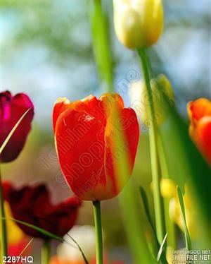 Tranh hoa tulip đẹp dộc đáo