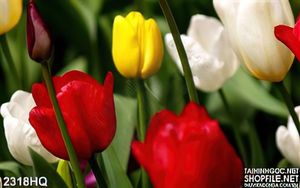 Tranh hoa tulip trang trí dán tường đẹp