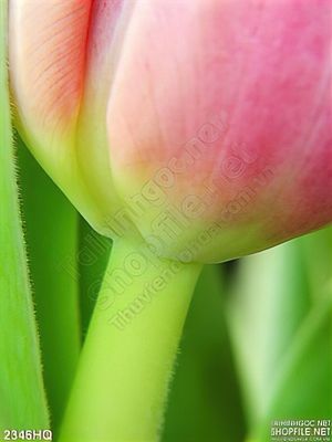 Tranh hoa tulip hiện đại treo tường