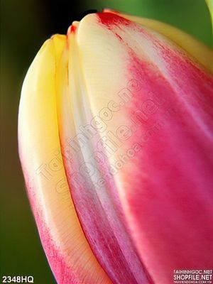 Tranh hoa lá tulip nghệ thuật trang trí phòng ngủ