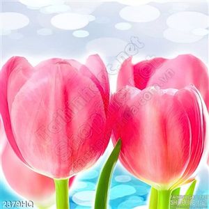 Tranh hoa tulip đẹp độc đáo