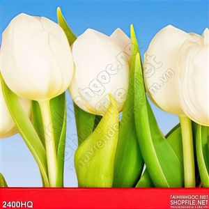 Tranh hoa tulip trắng treo tường đẹp