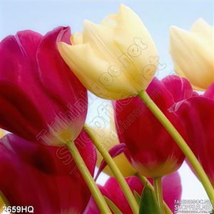 Tranh hoa tulip trang trí dán tường đẹp