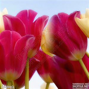 Tranh hoa tulip hiện đại trang trí phòng khách