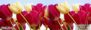 Tranh hoa tulip trang trí dán tường đẹp