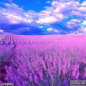 Tranh hoa Lavender trang trí phòng khách