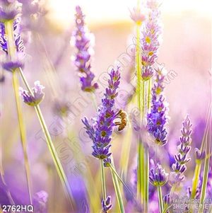 Tranh hoa  Lavender trang trí phòng ngủ