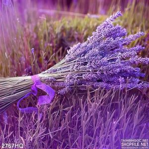 Tranh hoa Lavender đẹp trang trí phòng khách