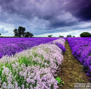 Tranh hoa Lavender trang trí phòng khách