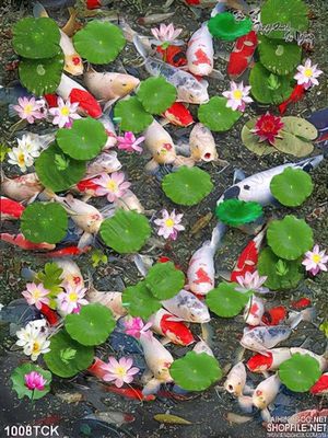 Tranh đàn cá koi và hồ sen wall