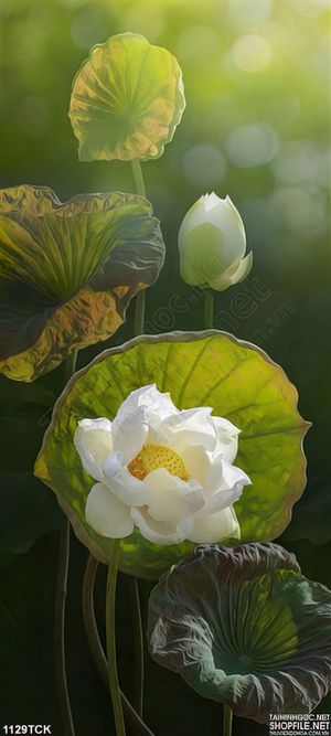 Tranh hoa sen dán tường đẹp