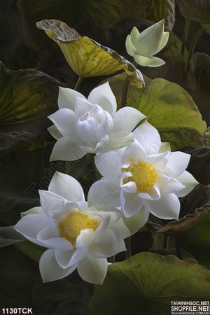 Tranh treo tường hoa sen đẹp