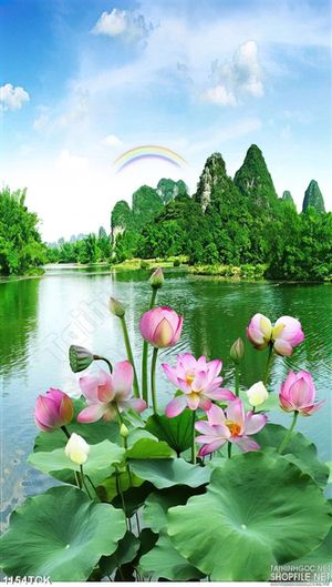 Tranh hoa sen và núi