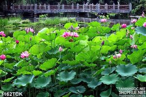 Tranh hoa sen trên hồ