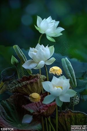Tranh tường hoa sen trang trí