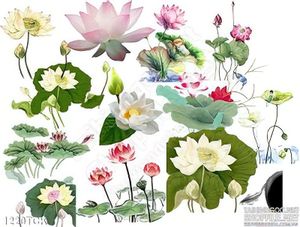 Tranh tổng hợp các loại hoa sen