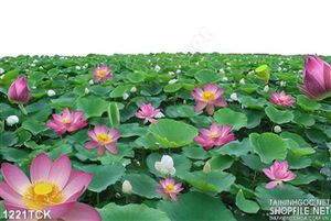 Tranh bông sen trong đầm nghệ thuật