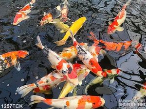 Tranh cá chép trên mặt nước