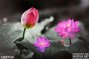 Tranh hoa sen trang trí phòng