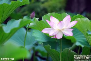 Tranh hoa sen hồng psd