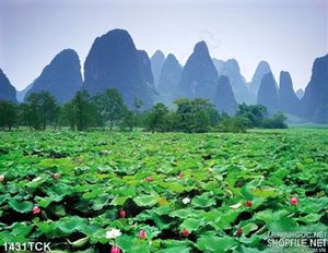 Tranh cảnh sen trong núi