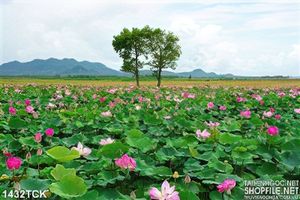 Phong cảnh đầm sen in màu
