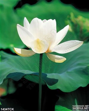 Tranh hoa sen trắng trong hồ