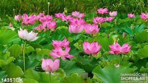 Tranh hoa sen hồng trong hồ