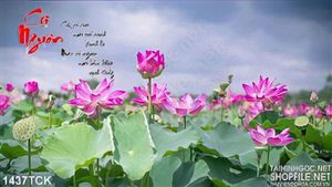 Hoa Sen cội nguồn in màu