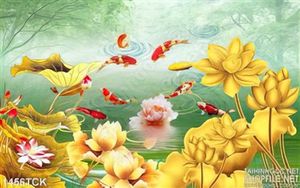 Hoa sen vàng và cá Koi
