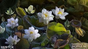 Tranh sen trắng canvas