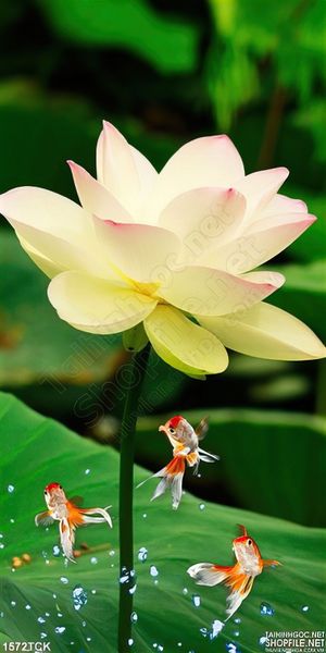 Cá Koi nhảy múa bên sen trắng