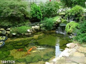 Tranh sơn dầu cá koi nhỏ trong khu vườn in dán tường