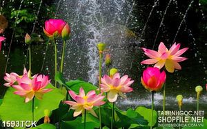 Tranh hồ hoa sen sơn dầu trong đêm mưa gió trang trí