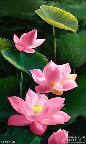 Tranh nghệ thuật sơn dầu hoa sen hồng trên nền lá xanh