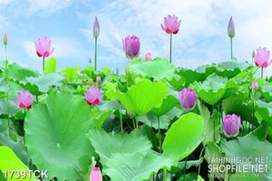 Tranh nghệ thuật sơn dầu hoa sen chen chúc lá trong hồ
