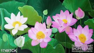 Tranh in canvas những bông sen hồng bên lá xanh